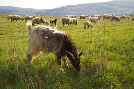 goats and sheeps graze on a plateau in Transylvania.の写真素材