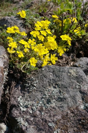 Yellow spring wild blossoms on a stone useful for text area.の写真素材