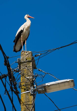 A white stork standing on top of a lamppost の写真素材
