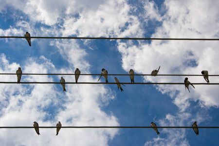 Lots of swallows resting on electrical wirings from beneath.の写真素材