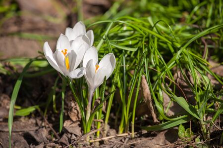 Crocus flower in the gardenの写真素材