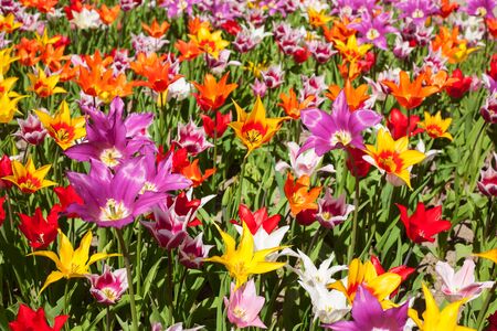 Tulips background - lots of tulips in a gardenの写真素材