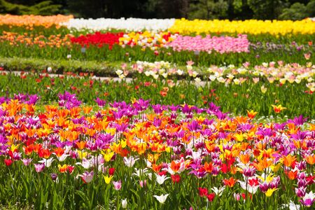 Wonderful tulip garden with multicolor tulipsの写真素材