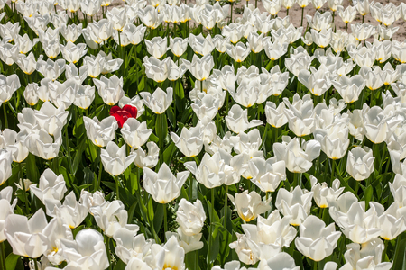 Single red tulip among a lot of whitesの写真素材
