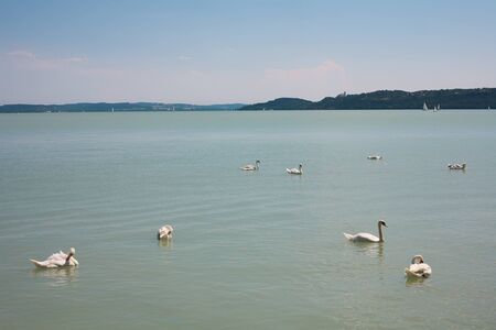 Mute swans on Lake Balaton at Balatonfured, Hungaryの写真素材