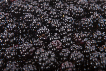 Fresh blackberries from the forestの写真素材