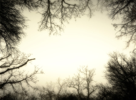 Artistic sepia image frame made from leafless trees of a misty forestの写真素材