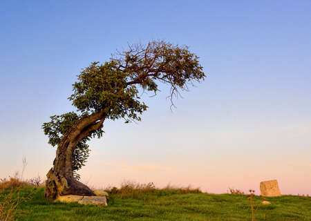 Old leaned single olive tree (lat. Olea)の写真素材