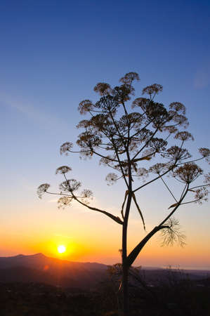 Tranquil morning twilight landscape with a rising sun on a horizonの写真素材