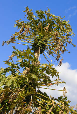 Palm tree. Blue cloudy background. Big green fruit.の写真素材