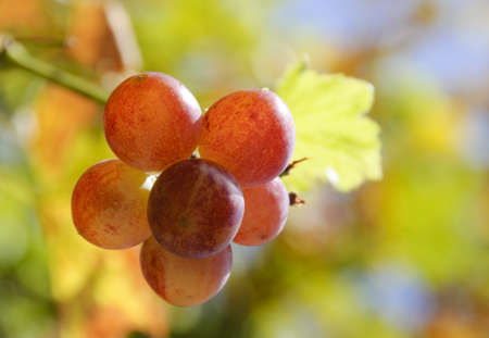 Autumn with great grape harvest in Cyprusの写真素材