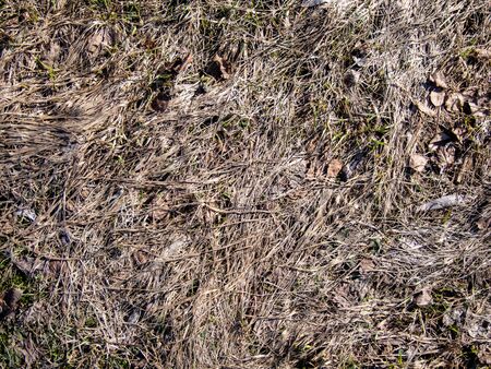 natural plant texture from dry gray grass in a fieldの写真素材