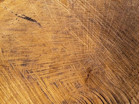 texture cut wood tree rings close upの写真素材