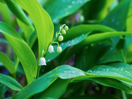 Dew, water drops on the leaves of Convallaria majalis common Lily of the valleyの写真素材