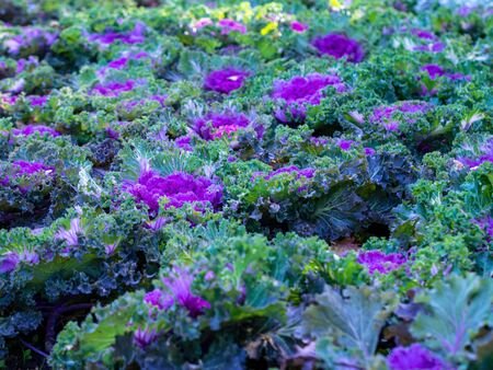 Flowering decorative purple-pink cabbage plant in garden. Ornamental cabbages. Winter flowers. Coloured leaves of ornamental cabbage. Crimson decorative cabbage.Ornamental kale.の写真素材