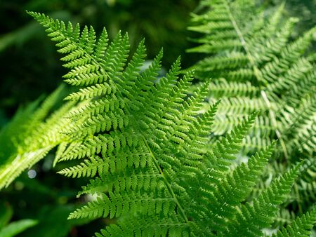 beautyful ferns leaves green foliage natural floral fern backgroundの写真素材