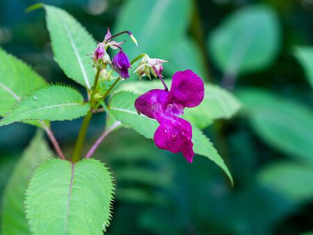 Pink blossom of Impatiens glandulifera flowerの写真素材