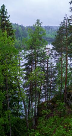 Forest lake shore landscape . Summer forest lake shore panorama. Forest lake shore viewの写真素材