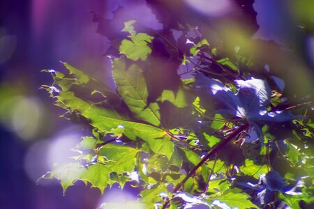 Blurred green leaves in the sun. Spring, summer background.の写真素材