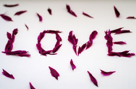 The inscription "love" with petals of red peonies on a white background. Valentine's dayの写真素材