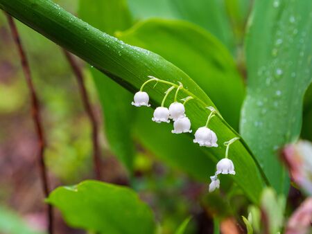 Dew, water drops on the leaves of Convallaria majalis common Lily of the valleyの写真素材