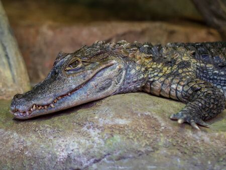 Little crocodile lies on a stone in a zooの写真素材