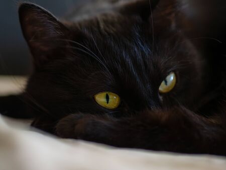 Black cat on a black background with bright yellow eyesの写真素材
