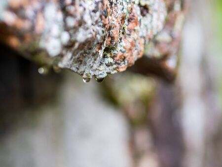 Raindrops flow down granite rock. Close-upの写真素材