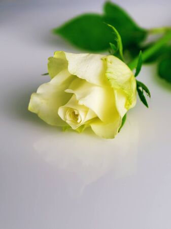 Close-up of white rose on white background. For Valentine's Day card design and wedding.の写真素材