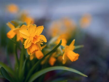 Amazing Yellow Daffodils flower field in the morning sunlight. The perfect image for spring background, flower landscape.の写真素材