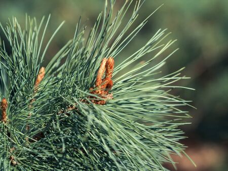 Pine branch close-up