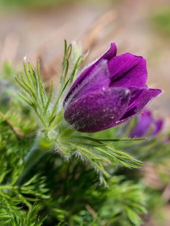First spring blooming flower, purple plant macro, lumbago flower, dream grass, sleep-grass, symbol of spring.の写真素材