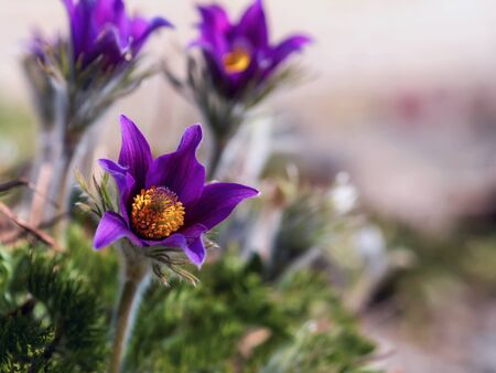 First spring blooming flower, purple plant macro, lumbago flower, dream grass, sleep-grass, symbol of spring.の写真素材