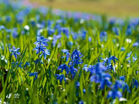 Blue flowers of the Scilla Squill blooming in April. Bright spring flower on Scilla Bifolia closeup - Bluebells in a spring forest, macro shot with green soft light and blurred background.の写真素材