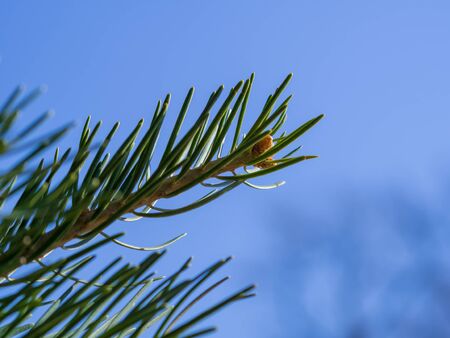 Close-up photo of pine branchの写真素材