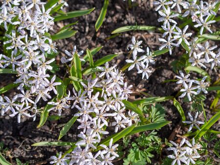 Scilla bifolia rosea, Rosy squill/の写真素材