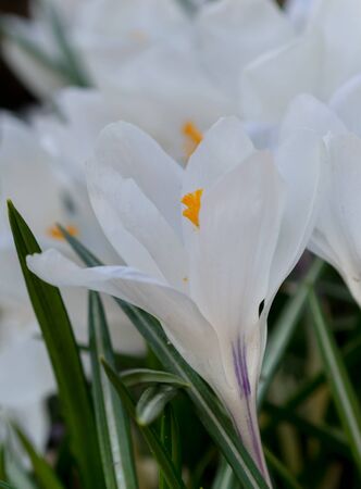 White crocuses growing on the ground in early spring. First spring flowers blooming in garden. Spring meadow full of white crocuses, Bunch of crocuses. White crocus blossom close up. Early springの写真素材