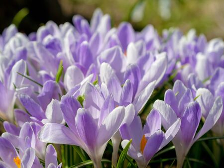 Blue crocuses growing on the ground in early spring. First spring flowers blooming in garden. Spring meadow full of white crocuses, Bunch of crocuses. Blue crocus blossom close up. Early springの写真素材