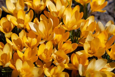 Yellow crocuses in the early spring at the cottageの写真素材