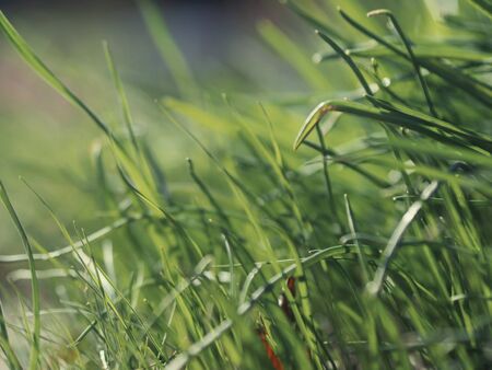 Green grass background texture. Field of fresh green grass texture as a background, top view, horizontal. Artificial green grass texture for background.の写真素材