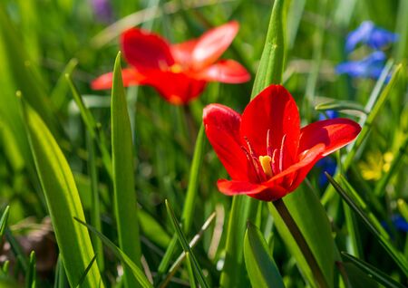 Beautiful Red Tulips, Darwin Hybrid Red Tulips in a flowerbed.の写真素材
