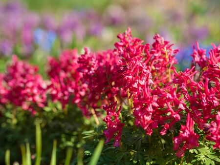 Red spring flowers with blurred backgroundの写真素材