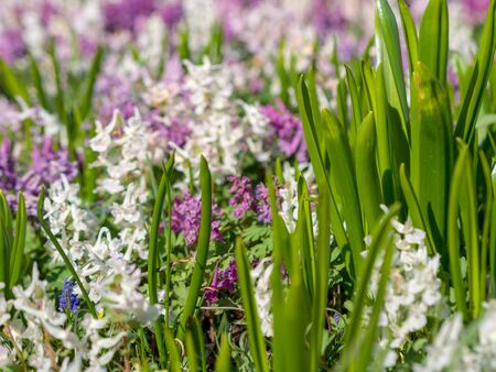 Multi-colored spring wildflowers. Spring flowering. spring background.の写真素材