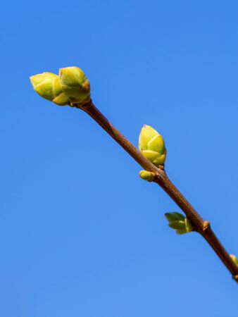 Spring is coming. tree branch with buds growing against a blue skyの写真素材