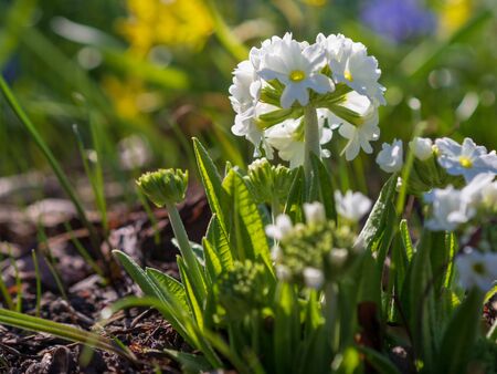 white spring flowers with blurred background.の写真素材