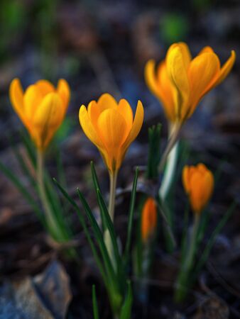 Yellow crocuses in the early spring at the cottageの写真素材