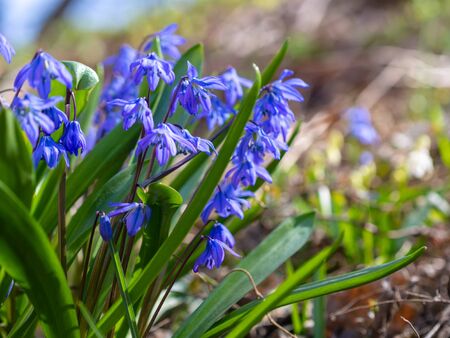 Blue flowers of the Scilla Squill blooming in April. Bright spring flower on Scilla Bifolia closeup - Bluebells in a spring forest, macro shot with green soft light and blurred background.の写真素材