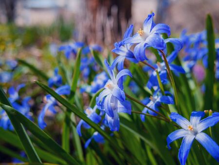Blue flowers of the Scilla Squill blooming in April. Bright spring flower on Scilla Bifolia closeup - Bluebells in a spring forest, macro shot with green soft light and blurred background.の写真素材
