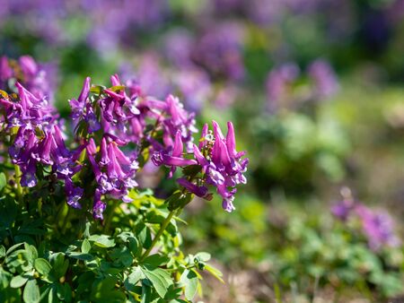 flowers of spring fumewort, Corydalis solida.の写真素材