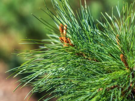 Siberian pine (Pinus sibirica) green branches close up.Branches of Siberian cedar.Floral background.の写真素材